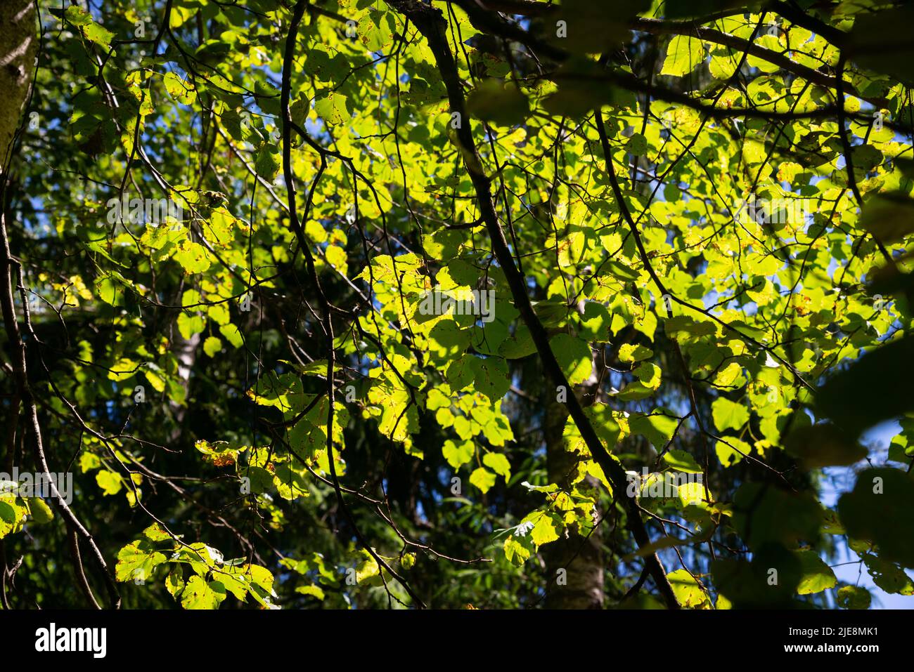 Grüner Wald üppig mit Blättern, Laub und Buschstruktur im Sommer Natur Stockfoto