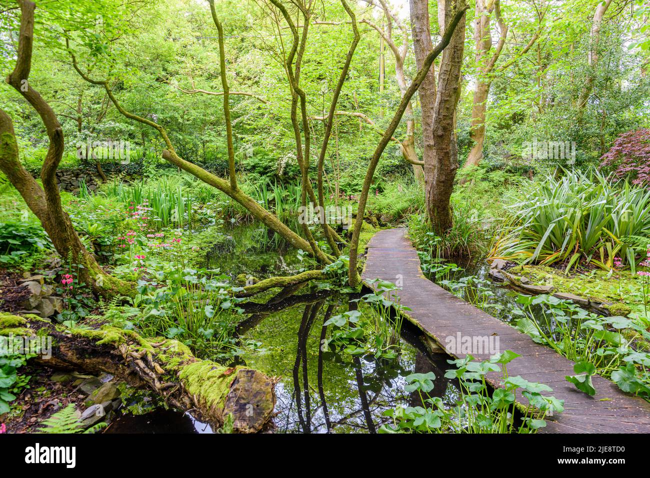 Holzsteg über einem Teich in einem Waldgarten. Stockfoto