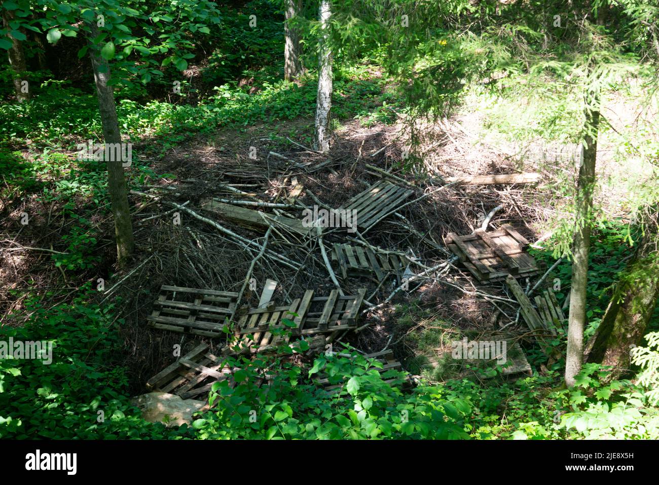 Haufen von Ästen mit Holzpaletten im Wald. Schmutzige Natur Stockfoto