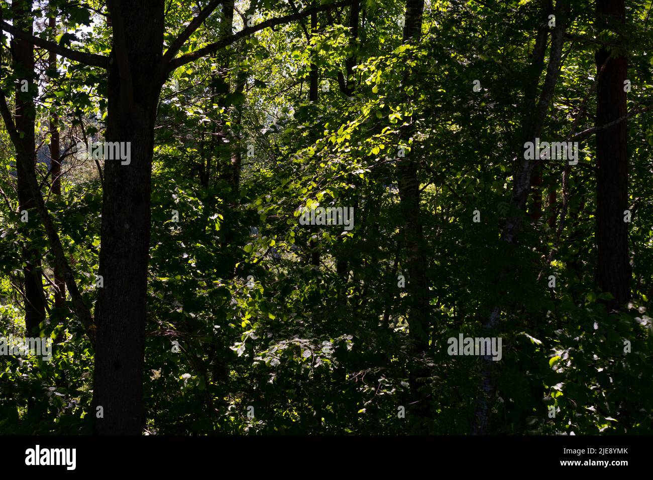Grüner Wald üppig mit Blättern, Laub und Buschstruktur im Sommer Natur Stockfoto
