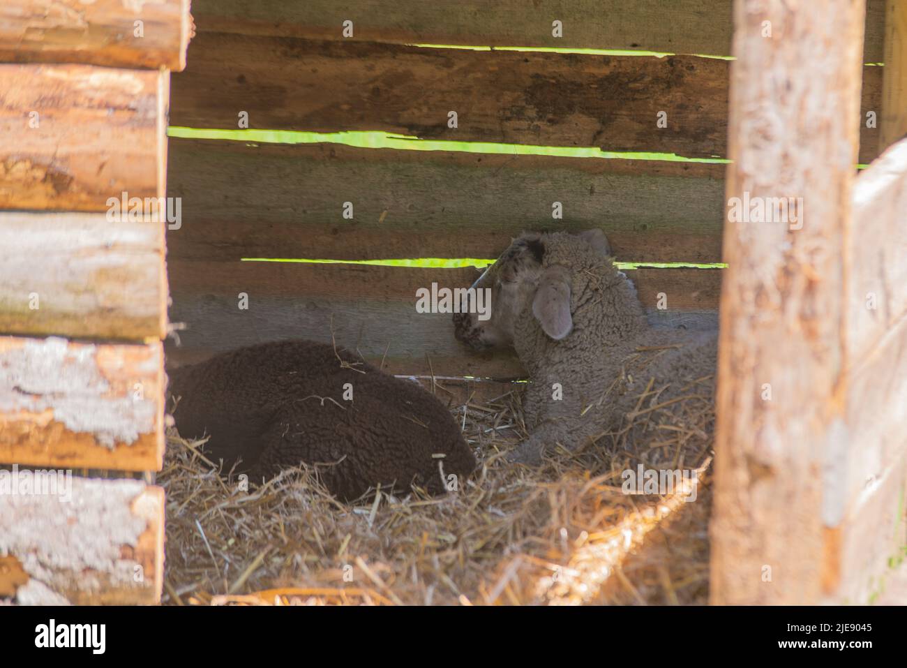 Weiße und braune Schafe, die in einem Holzhaus schlafen, fliehen vor der brutalen Hitze der Sommersonne. Hitzewelle. Tiere. Stockfoto