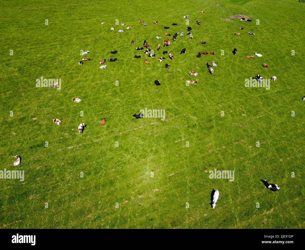 Luftbild von oben nach unten von einer Wiese mit rotbunten Friesenrindern, die ihre langen Schatten vom Sonnenuntergang im Grasfeld zeigen Diese Kühe sind üblich Stockfoto