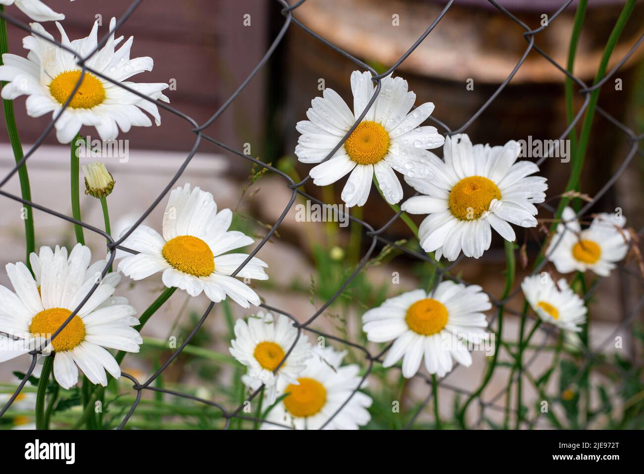 Kamille blüht hinter einem Metallgeflecht. Blumen im Garten. Stockfoto