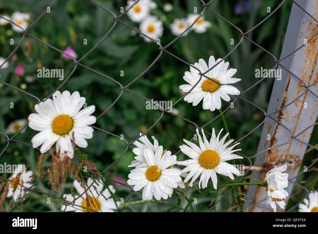 Kamille blüht hinter einem Metallgeflecht. Blumen im Garten. Stockfoto