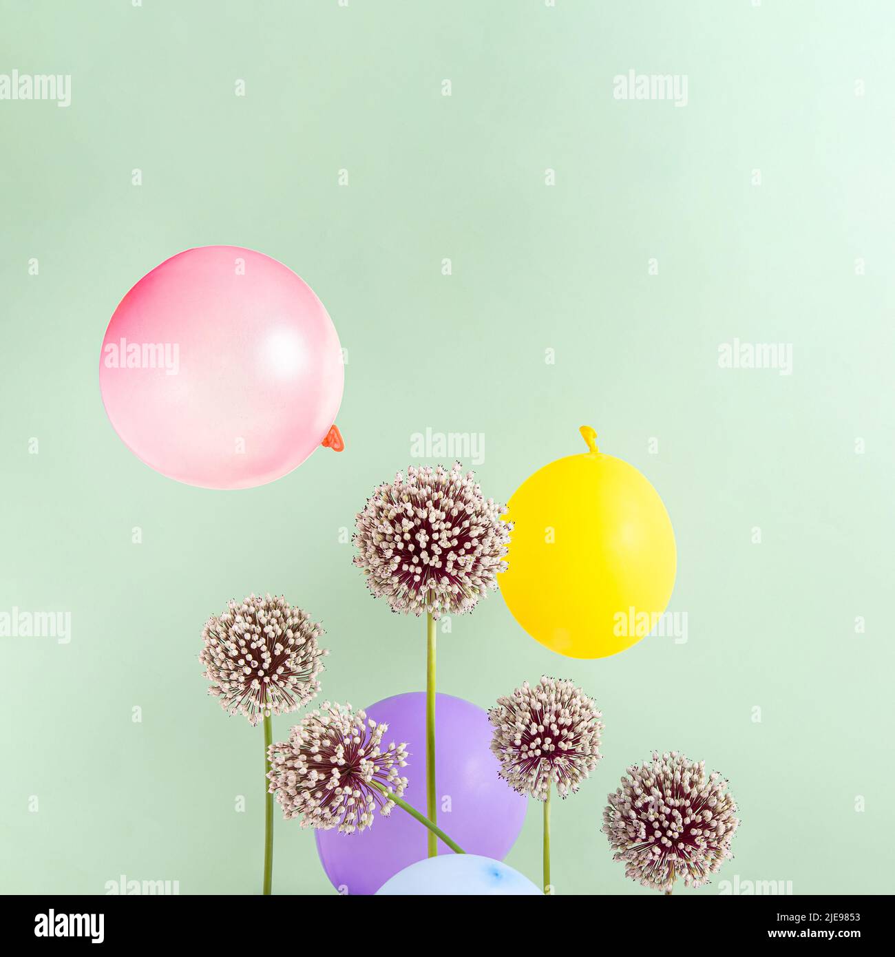 Kreative Komposition mit Allium-Blumen und Party-Ballons auf grünem Hintergrund. Minimales Sommerkonzept. Quadrat mit Kopierbereich. Stockfoto
