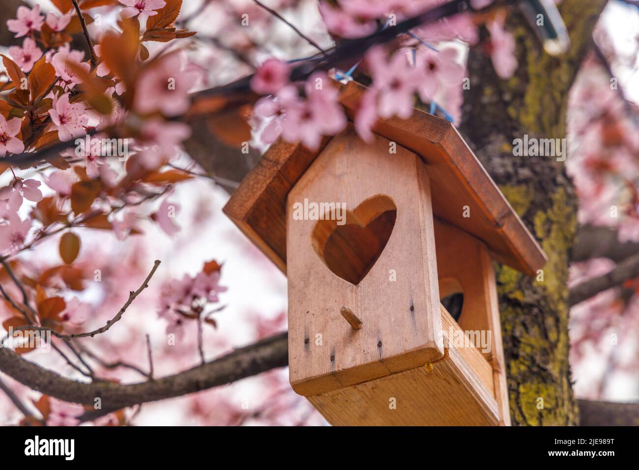 Stillleben eines Vogelhauses in der Krone eines blühenden Obstbaums. Stockfoto
