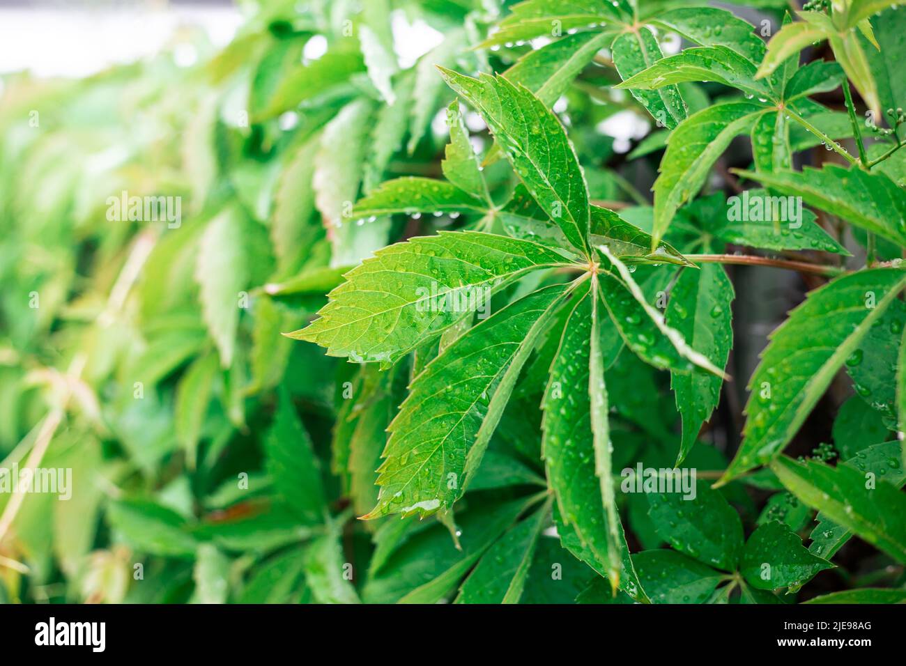 Grüne Blätter von wilden Trauben. Grüne, natürliche Wand. Stockfoto