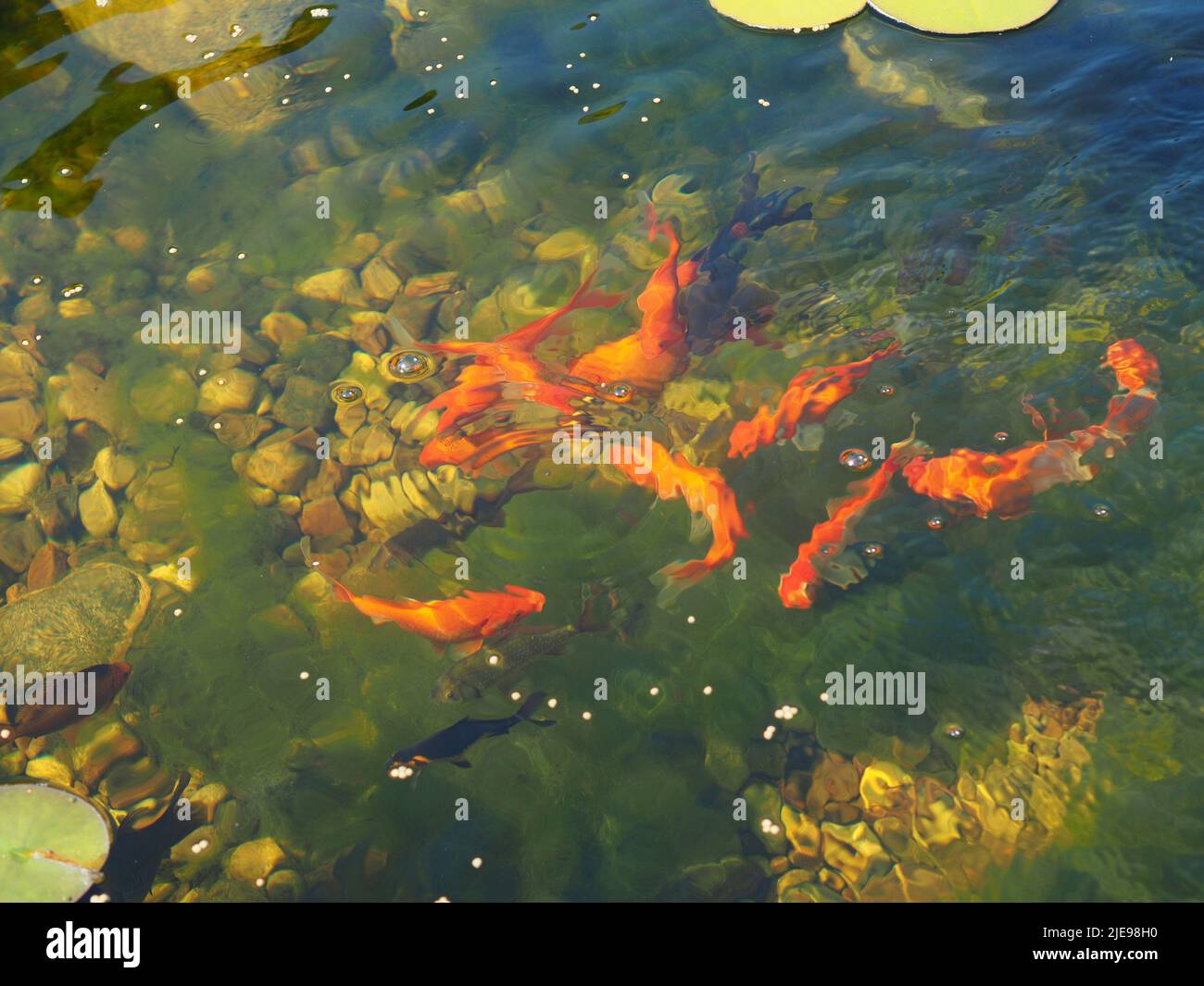 Goldfische füttern Raserei am Familienteich. Stockfoto