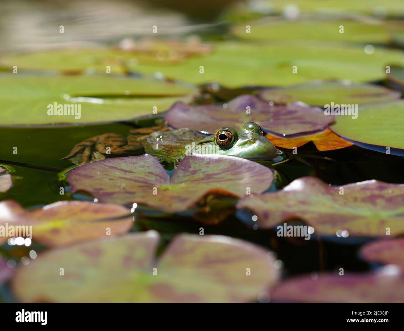 Ein gut getarnter Bullfrog (Lithobates catesbeianus) zwischen den Lilienpads eines Gartenteiches in Ottawa, Ontario, Kanada. Stockfoto