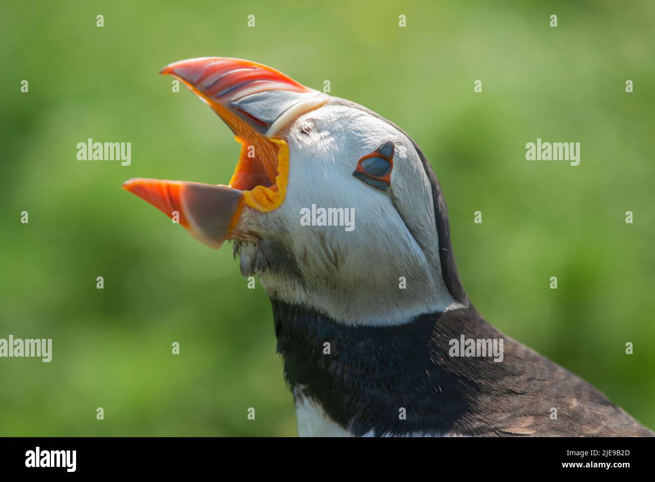 Puffin mit offenem Schnabel, der nach hinten gerichtete Widerhaken im oberen Schnabel zeigt, hielt früher mehrere Fische auf Skomer Island Stockfoto