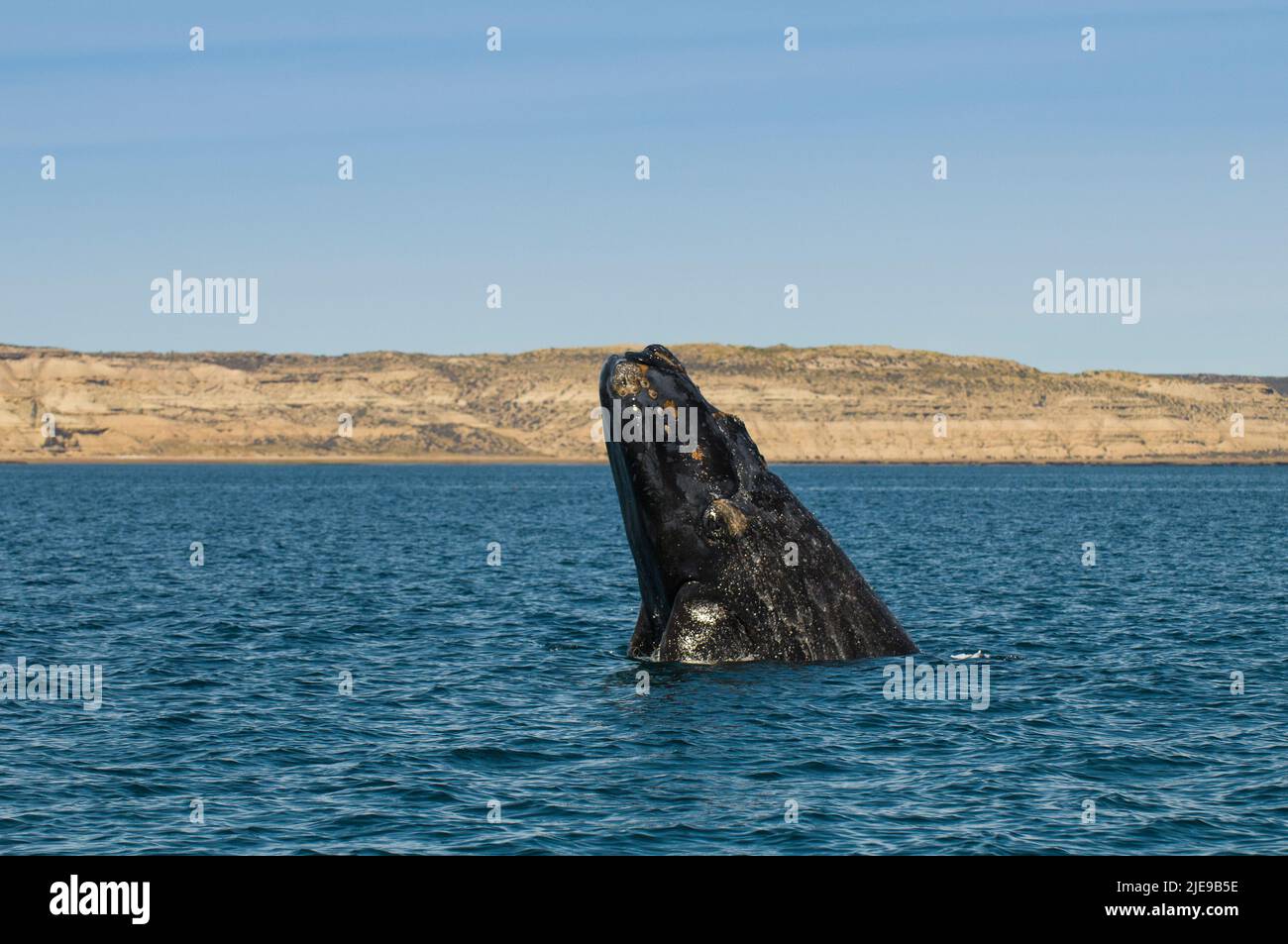 Right Whale Jumping , Eubalaena Autralis, glacialis, Patagonien , Peninsula Valdes, Patagonien, Argentinien. Stockfoto