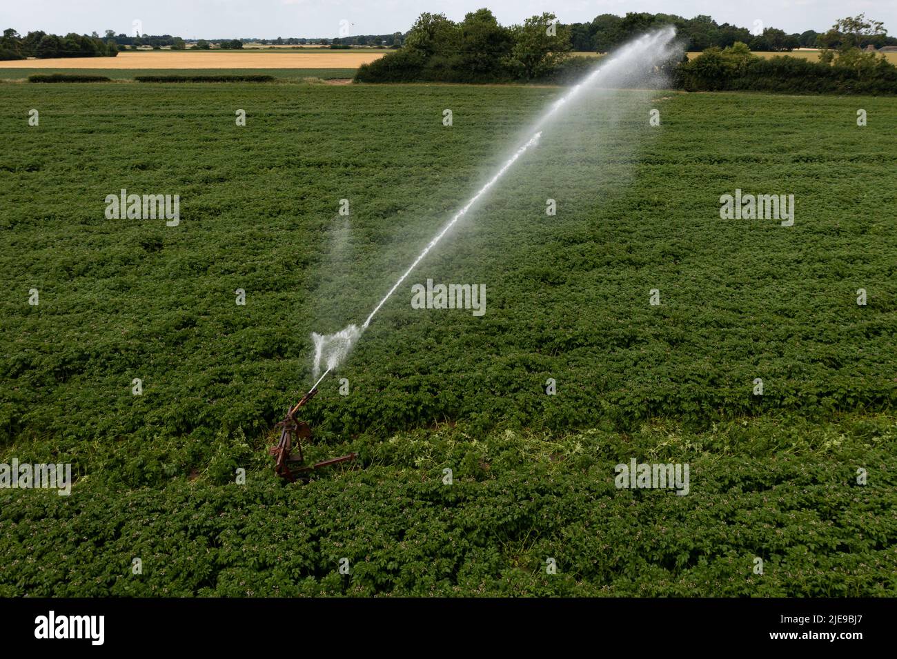Landwirtschaftliche Sprinkler oder Wassersprüher Gießen einer Kartoffelpflanze mit Wasserstrahlen mit Kopierraum Stockfoto