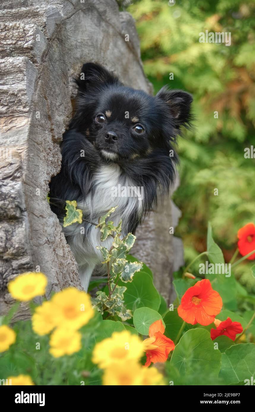 Ein süßer schwarz-tricolor Chihuahua Rüde, langhaarig, posiert in einem ausgehöhlten Baumstamm in einem blühenden Garten Stockfoto