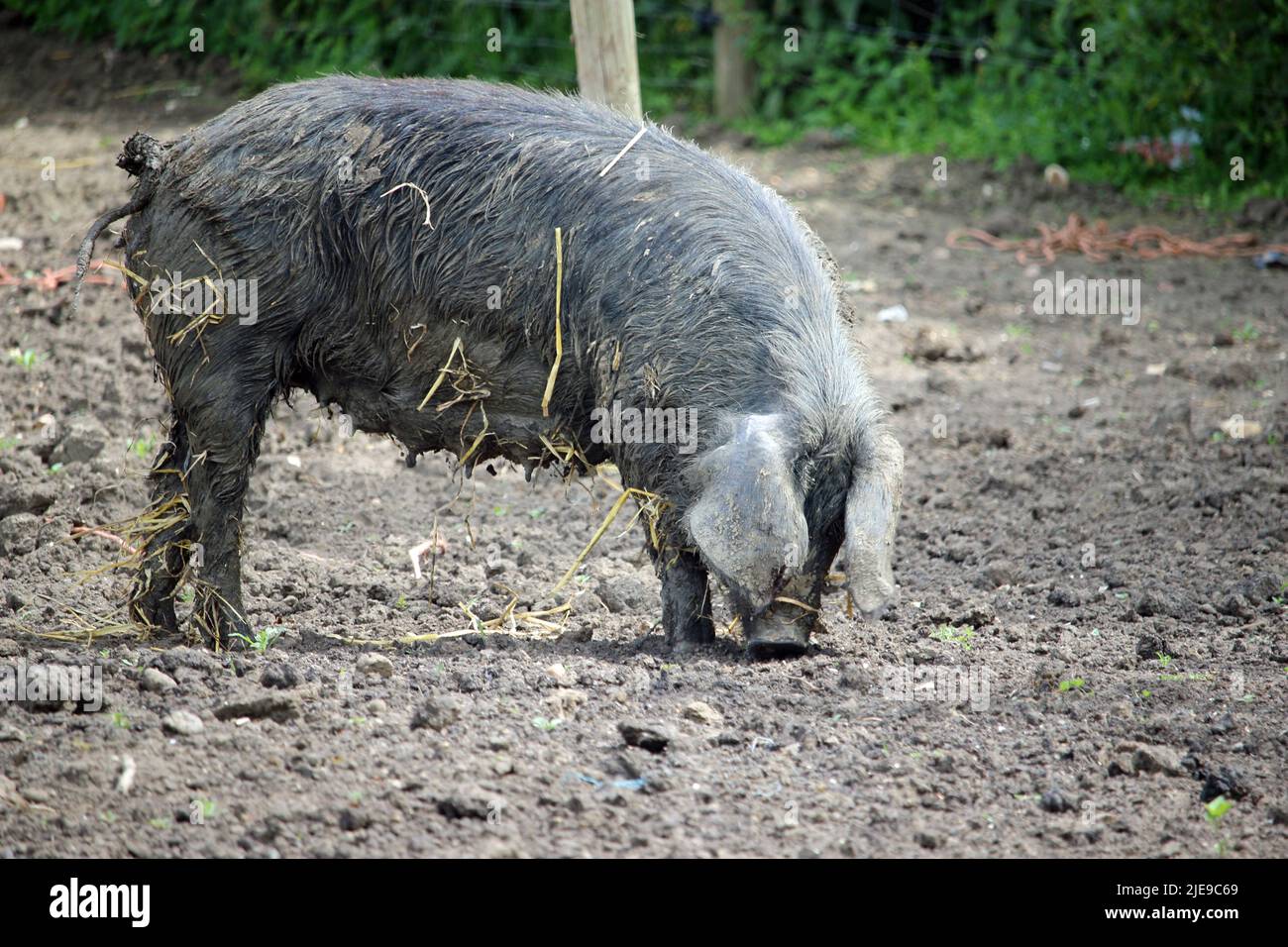 Schwarzes Schwein in einem schlammigen Feld mit einem Zaun, Hecke, Stroh und Schlamm verschwommen im Hintergrund. Stockfoto