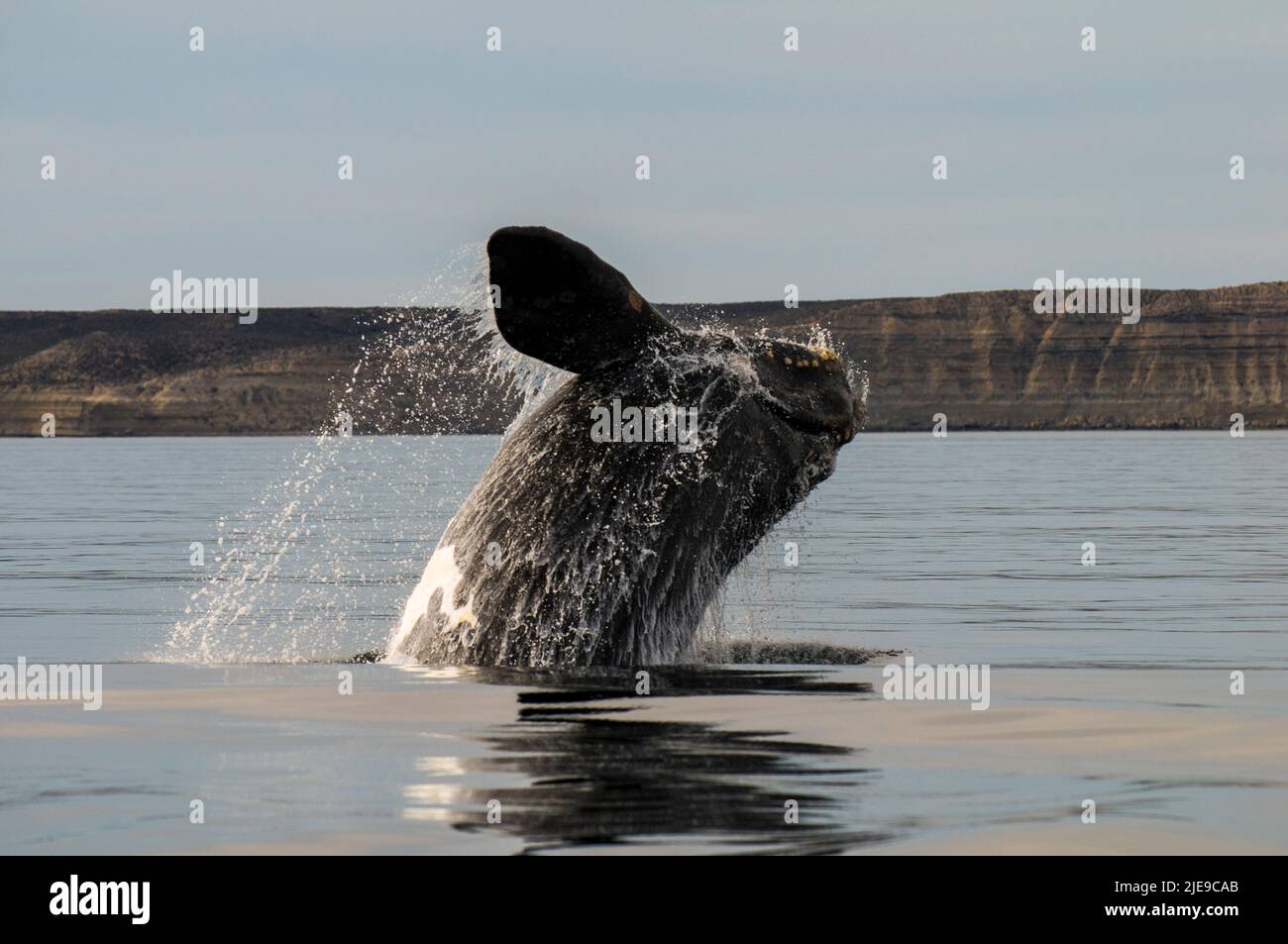 Right Whale Jumping , Eubalaena Autralis, glacialis, Patagonien , Peninsula Valdes, Patagonien, Argentinien. Stockfoto