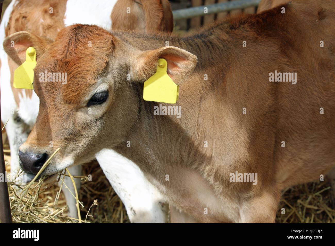 Junges Guernsey-Kuhkalb mit gelben Ohrmarken in einem Stall und einem weiteren Kalb im Hintergrund und Stroh im Vordergrund. Stockfoto