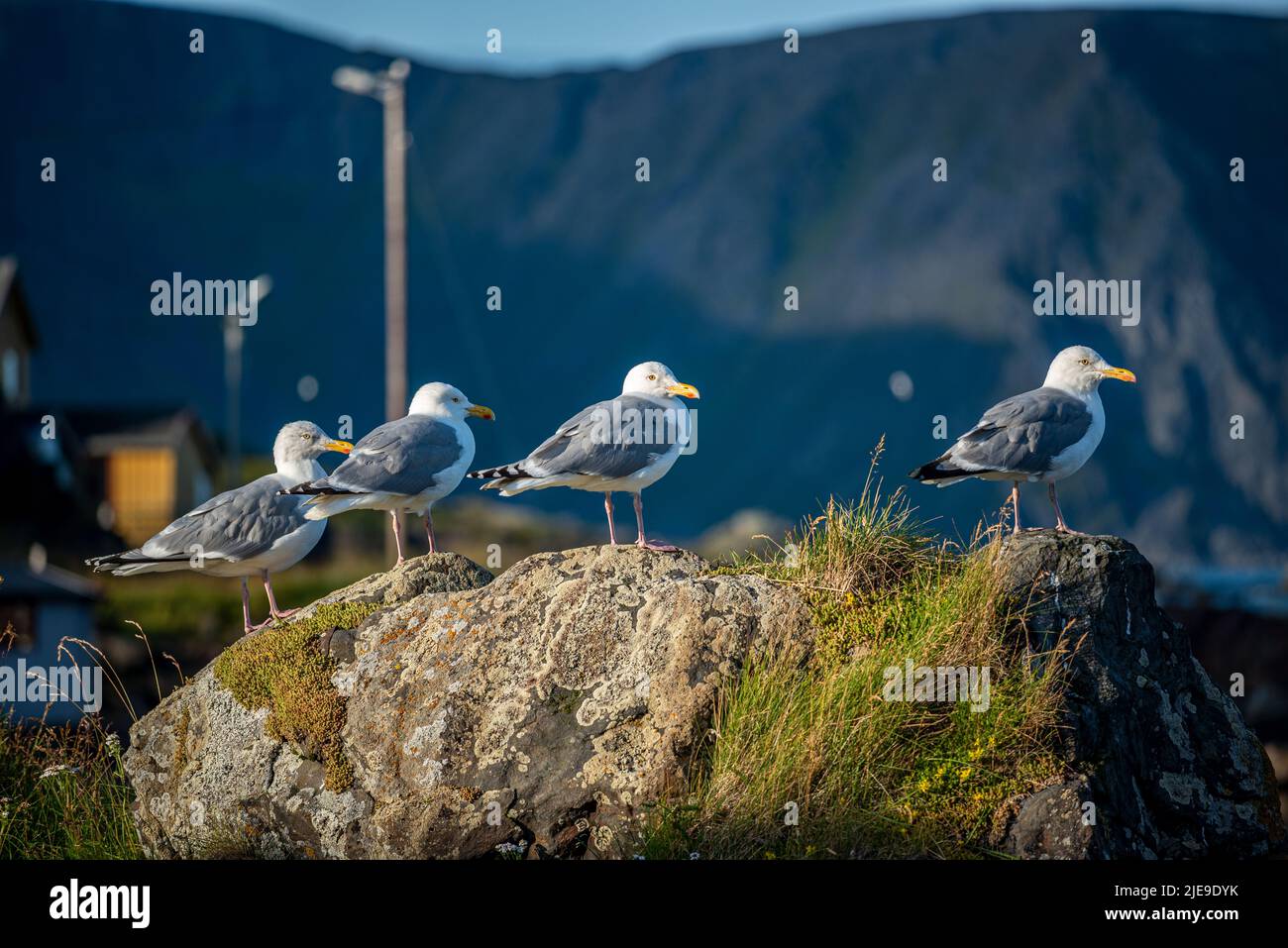 Möwen in Kamøyvær, Nordkapp Gemeinde, Norwegen Stockfoto