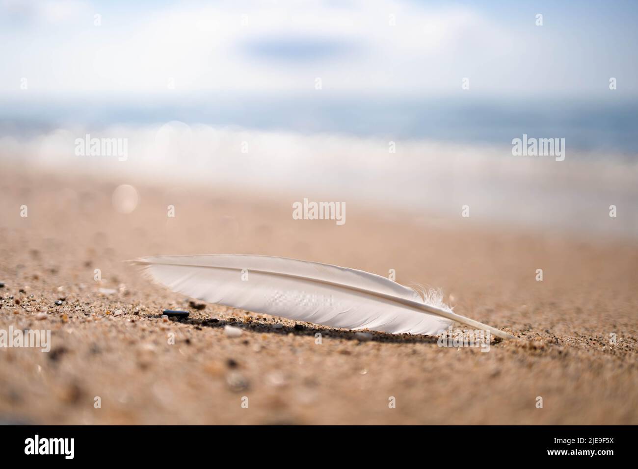 Weiße Möwenfeder am Strand. Sommerliche Stimmung Stockfoto