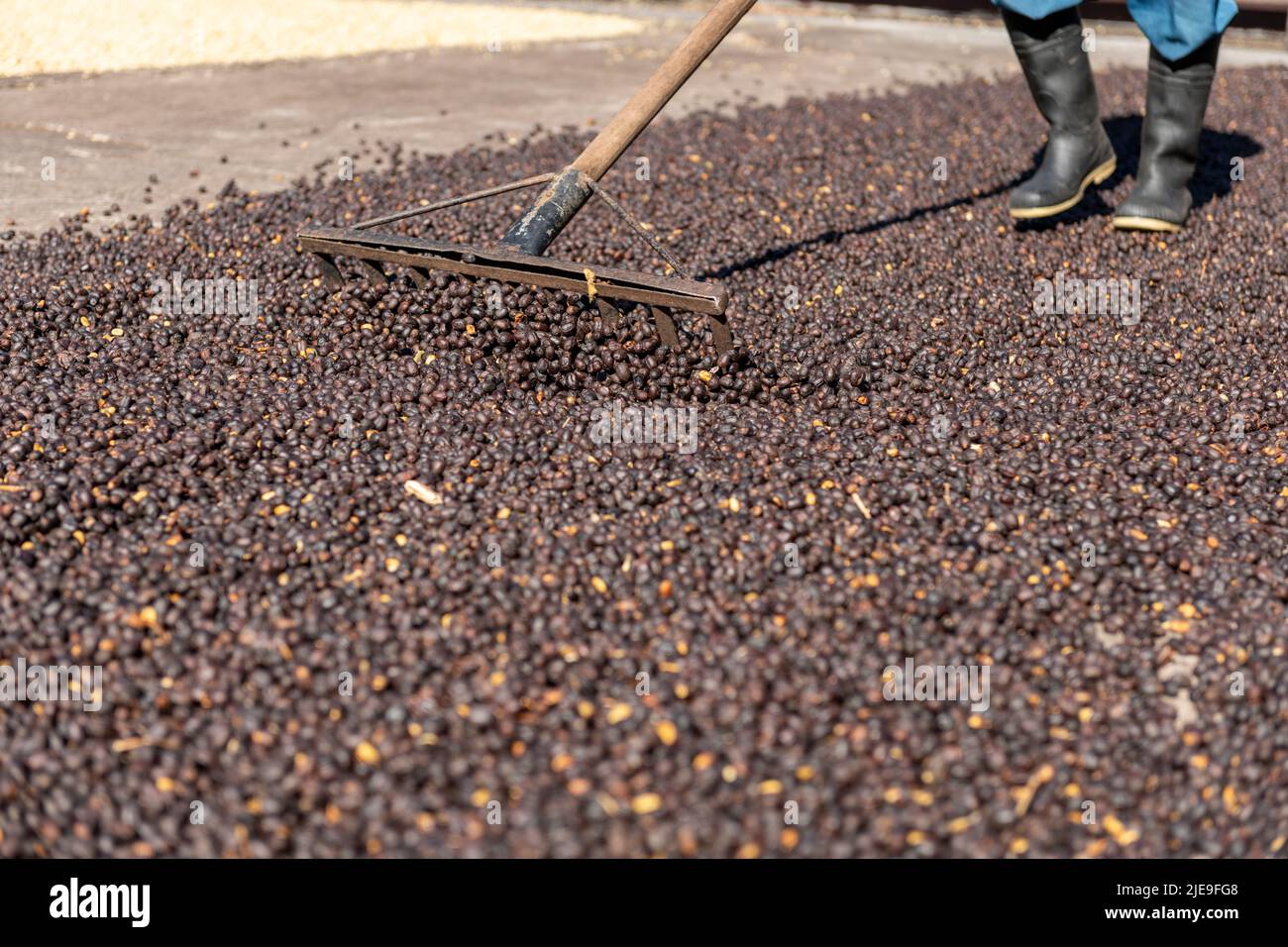 Hände von lokalen Landwirt Streuung grünen natürlichen Kaffeebohnen zum Trocknen in der Sonne, Panama, Mittelamerika - Stock Foto Stockfoto