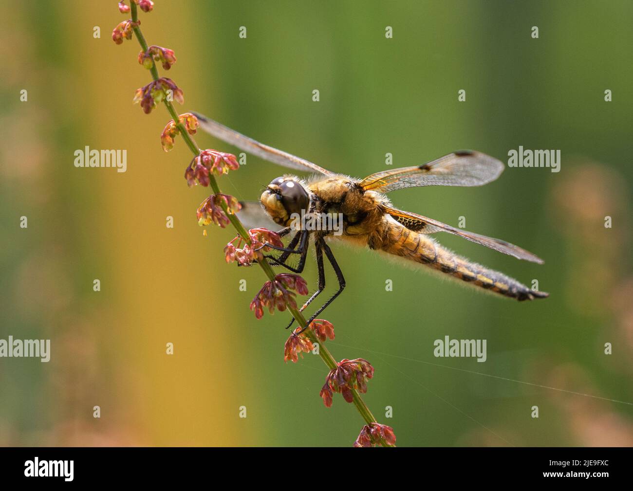 Eine farbenfrohe Aufnahme einer vierfleckigen Chaser Libelle ( Libellula quadrimaculata) . Mit ausgebreiteten Flügeln auf einem roten Sauerampfer besiedelt. Suffolk, Großbritannien Stockfoto