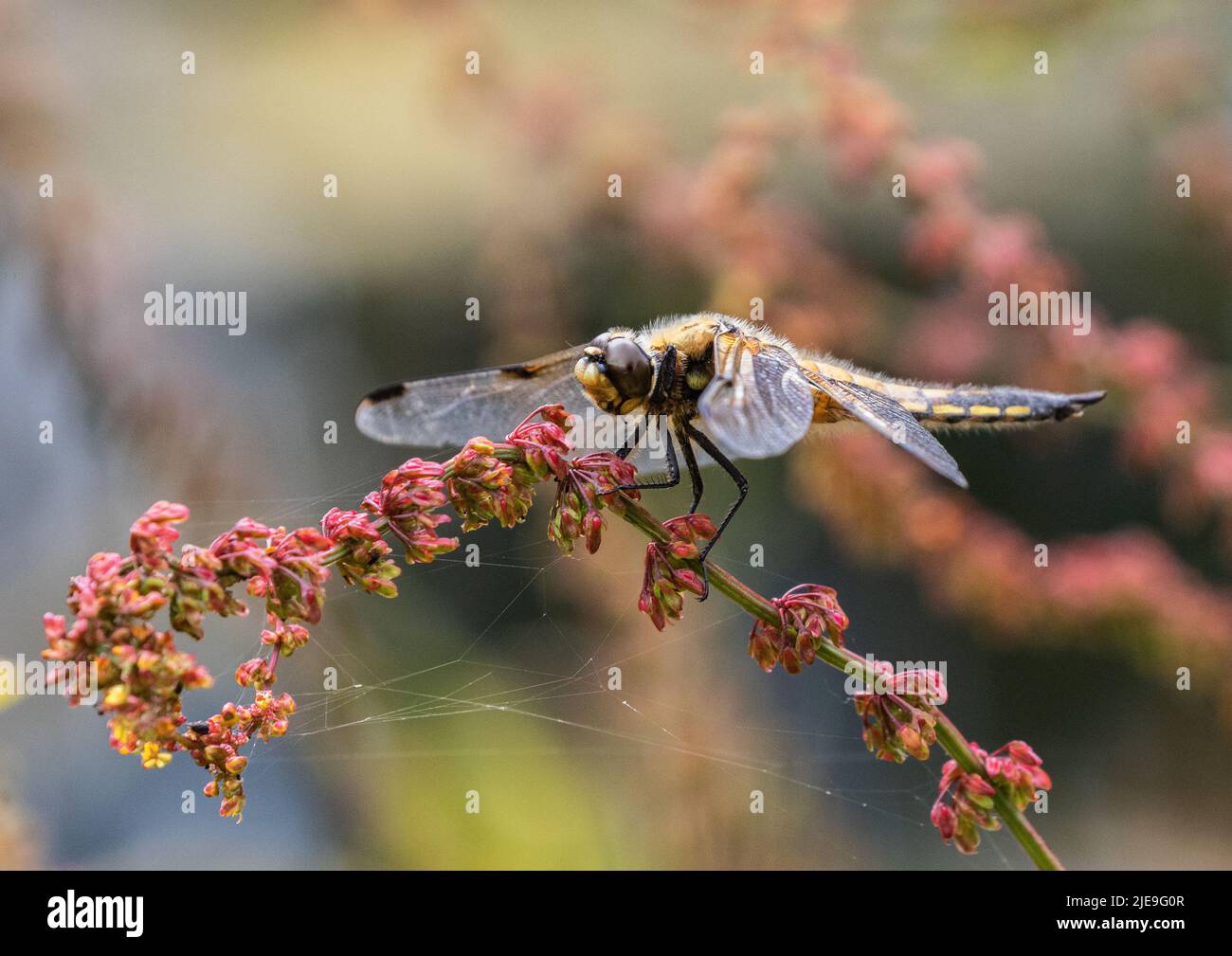 Eine farbenfrohe Aufnahme einer vierfleckigen Chaser Libelle ( Libellula quadrimaculata) . Mit ausgebreiteten Flügeln auf einem roten Sauerampfer besiedelt. Suffolk, Großbritannien Stockfoto