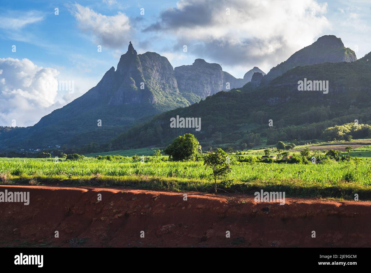 Zuckerrohrfeld mit Peter beide im Hintergrund. Blauer Himmel auf mauritius, Afrika Stockfoto