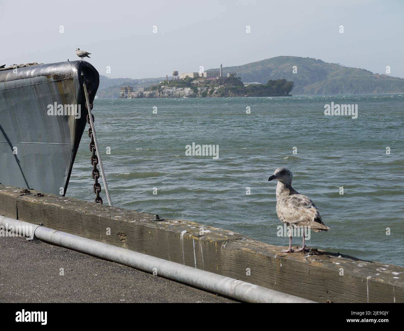 Möwen auf Pier 45 mit Alcatraz im Hintergrund Stockfoto