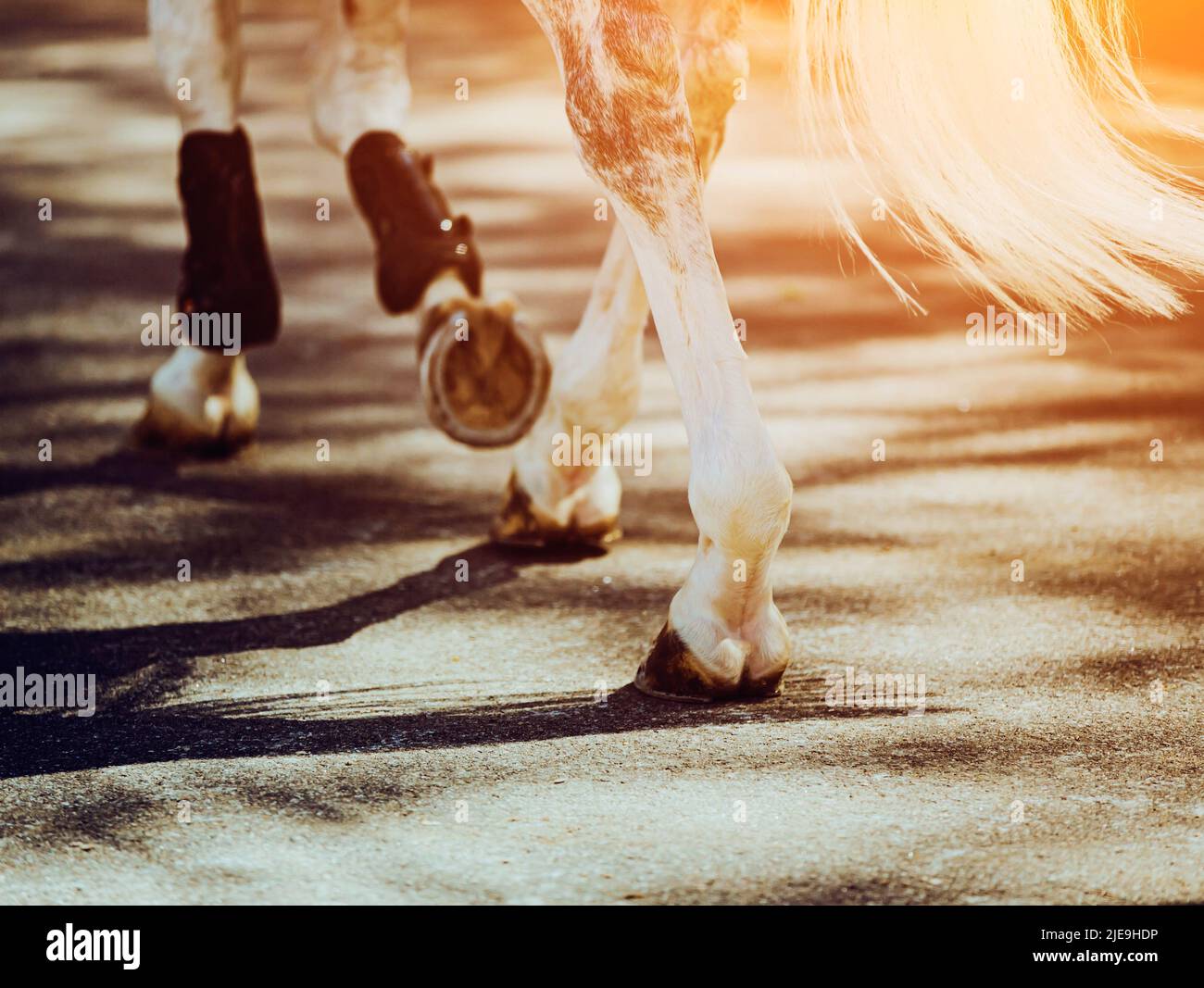 Eine Rückansicht eines getummelten grauen Pferdes, das an einem warmen Sommersonntag mit schlauen Hufen auf einer asphaltierten Straße tritt. Reitsport. Stockfoto