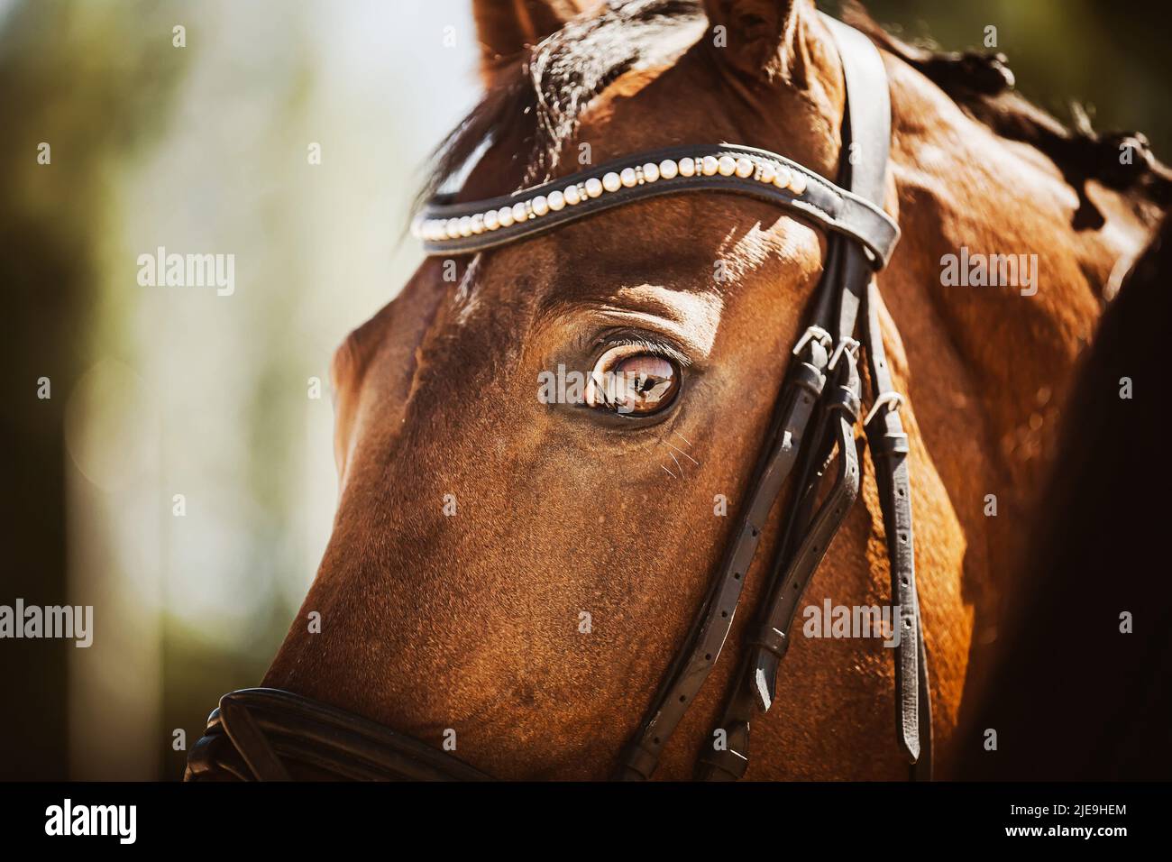 Porträt eines schönen Lorbeerpferdes mit einem Zaumzeug an der Schnauze an einem sonnigen Sommertag. Reitsport. Pferdesport. Stockfoto