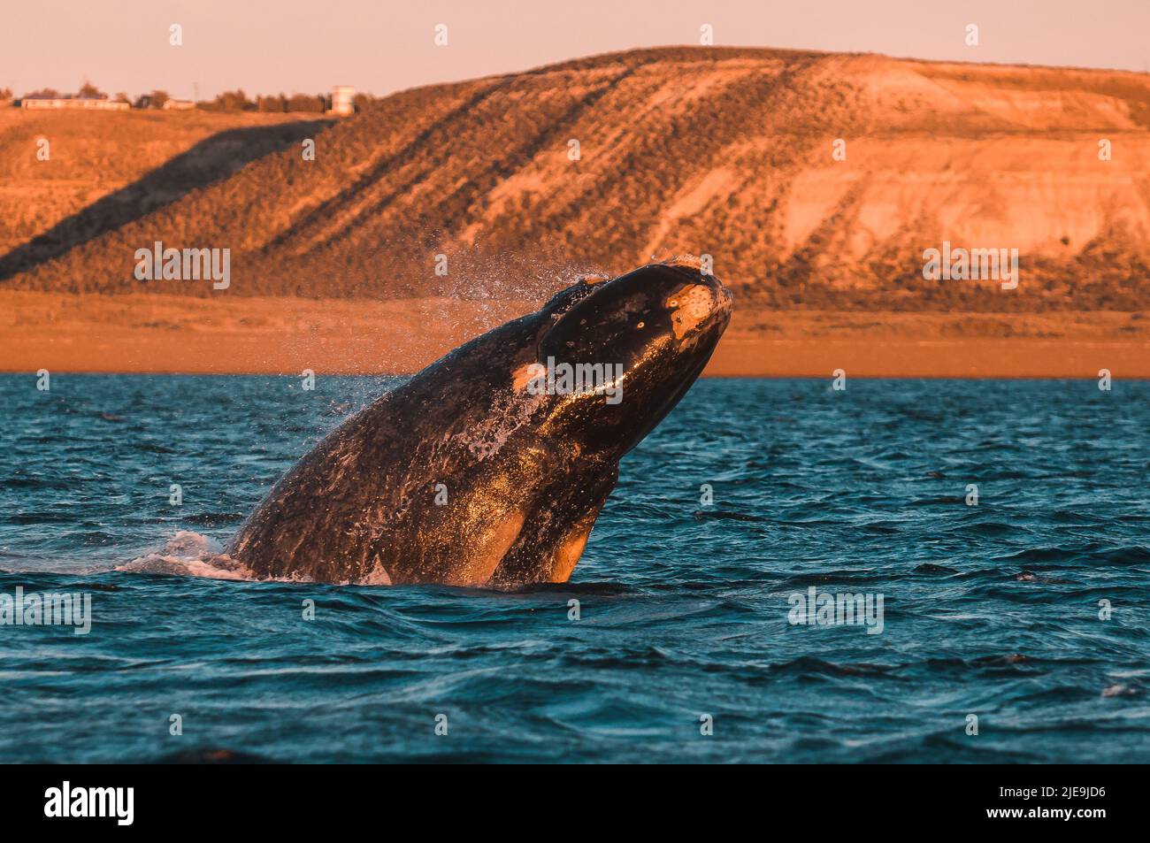 Right Whale Jumping , Eubalaena Autralis, glacialis, Patagonien , Peninsula Valdes, Patagonien, Argentinien. Stockfoto