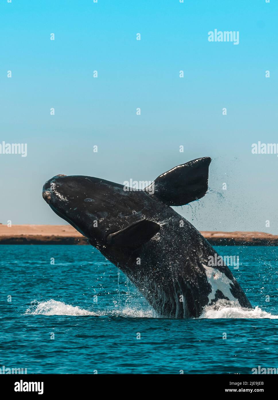 Right Whale Jumping , Eubalaena Autralis, glacialis, Patagonien , Peninsula Valdes, Patagonien, Argentinien. Stockfoto