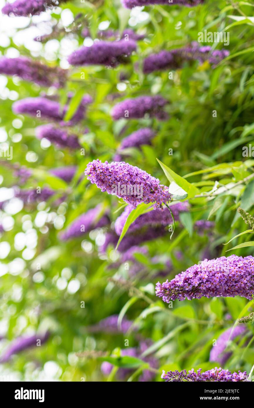 Blühende lila Flieder blüht auf dem Hintergrund der sommergrünen Blätter im Garten. Schmetterlingsbusch. Buddleja blühen Stockfoto