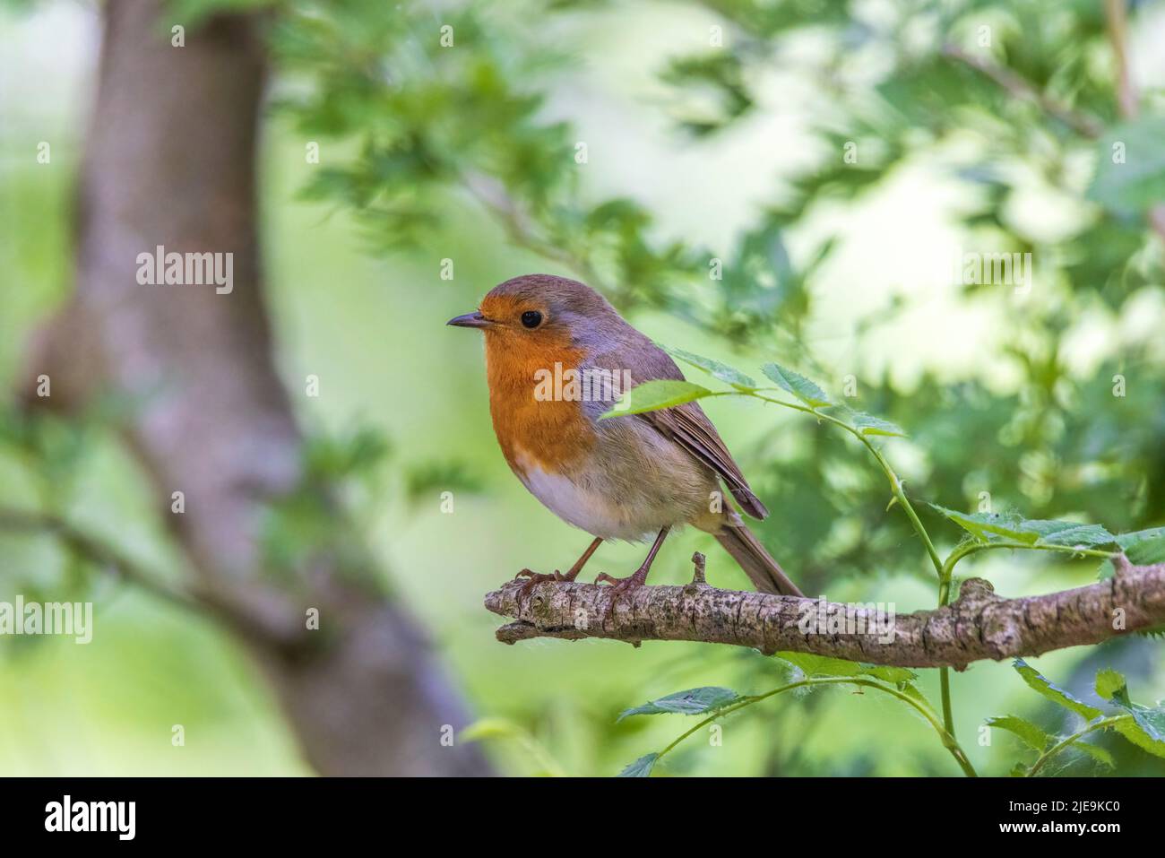 Robin thronte in sanftem Licht auf gebrochenem Ast Stockfoto