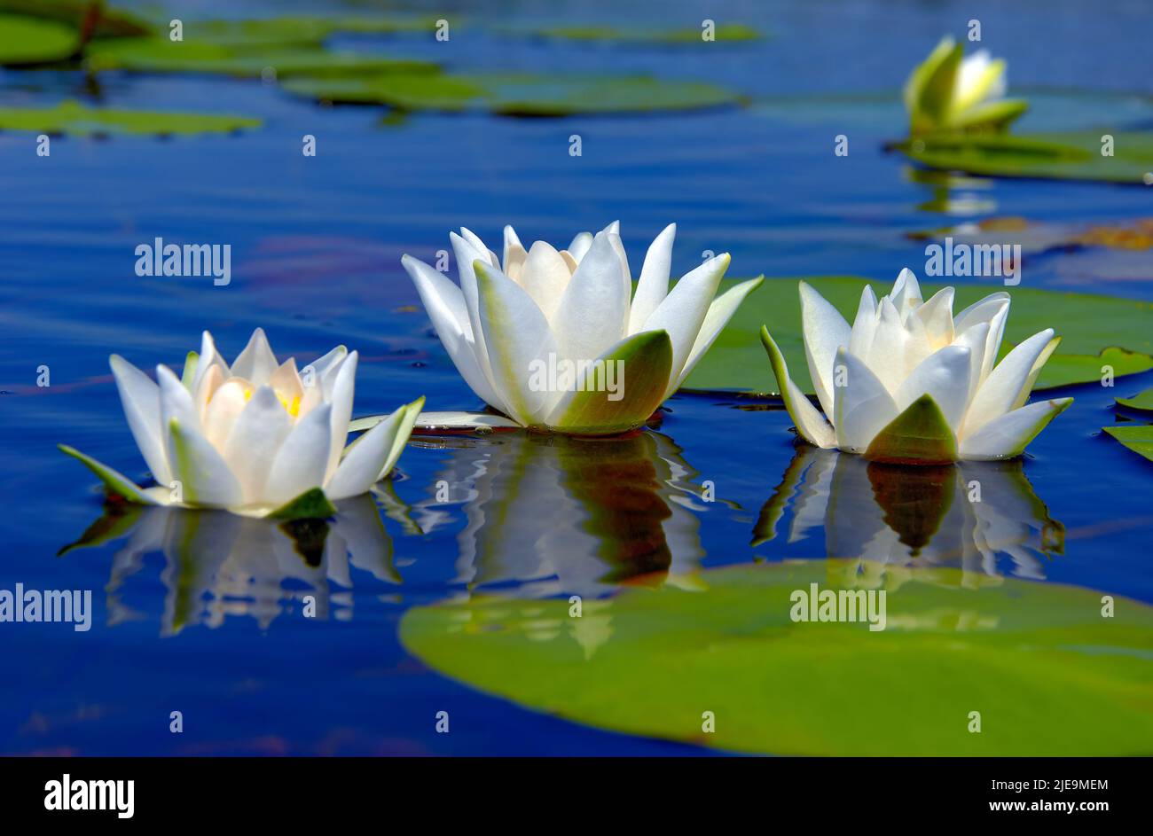 Seerosen im blauen Wasser eines Waldsees zwischen grünen Blättern im Sommer Sonnentag. Region Cherson, Ukraine Stockfoto