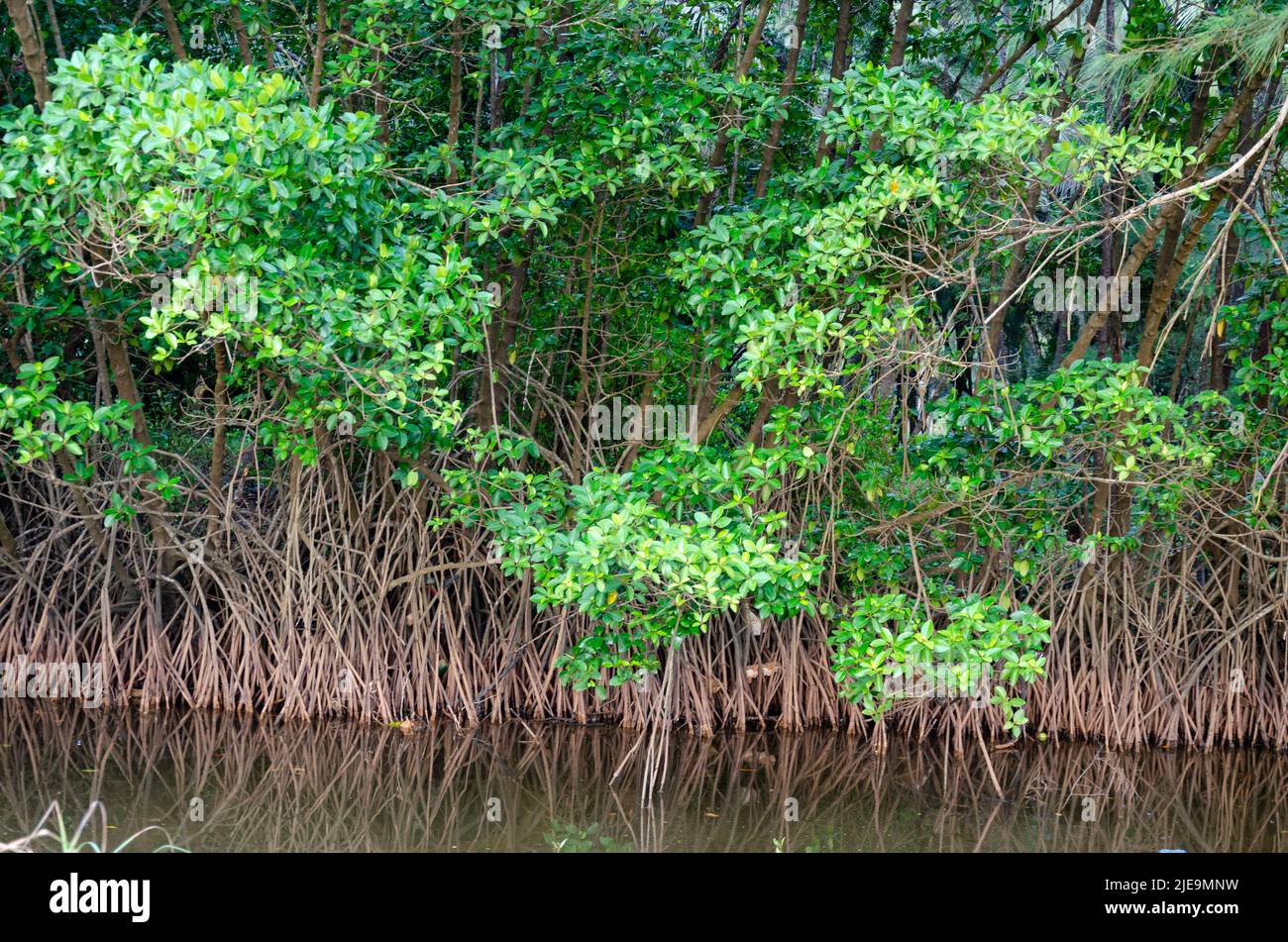 Mangrovenpflanzen mit Wurzeln Stockfoto