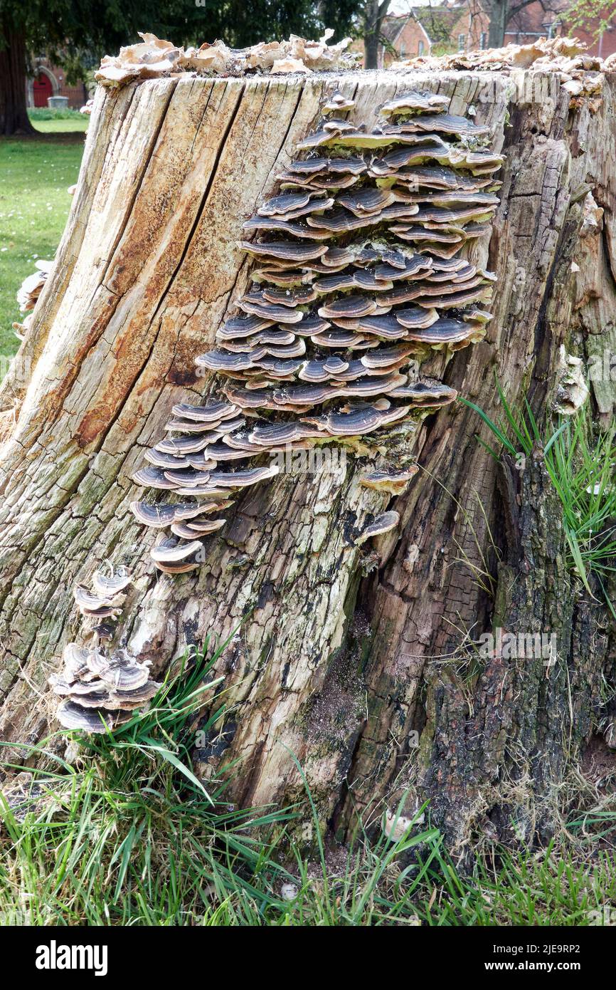 Pilz wächst auf alten verfaulenden Baumstumpf Stockfoto