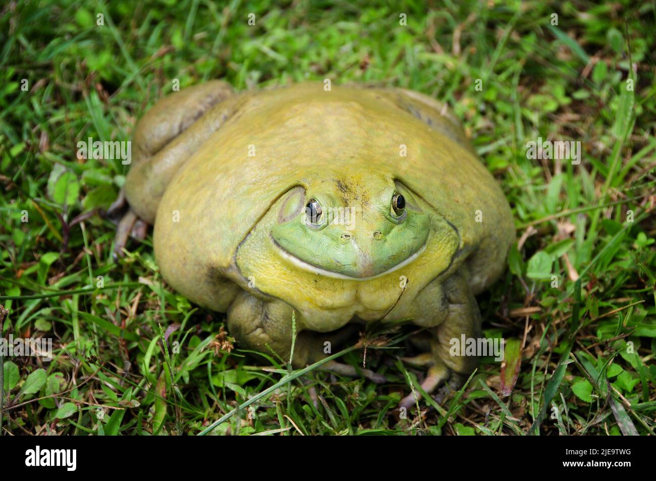 Riesiger afrikanischer Bullfrog auf Gras. Tierkonzept Stockfoto