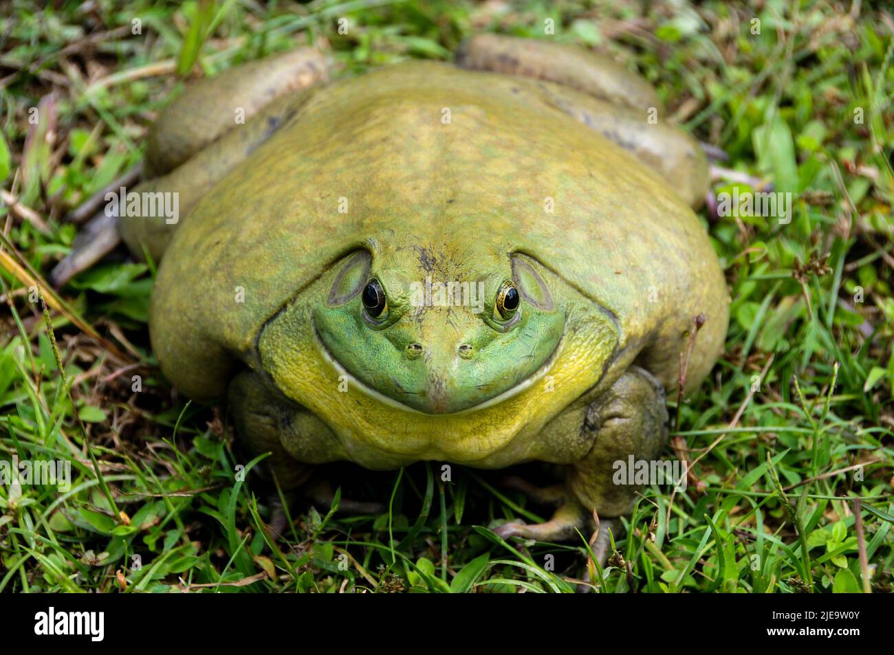 Gerader Blick auf den riesigen afrikanischen Bullfrog auf dem Gras. Stockfoto