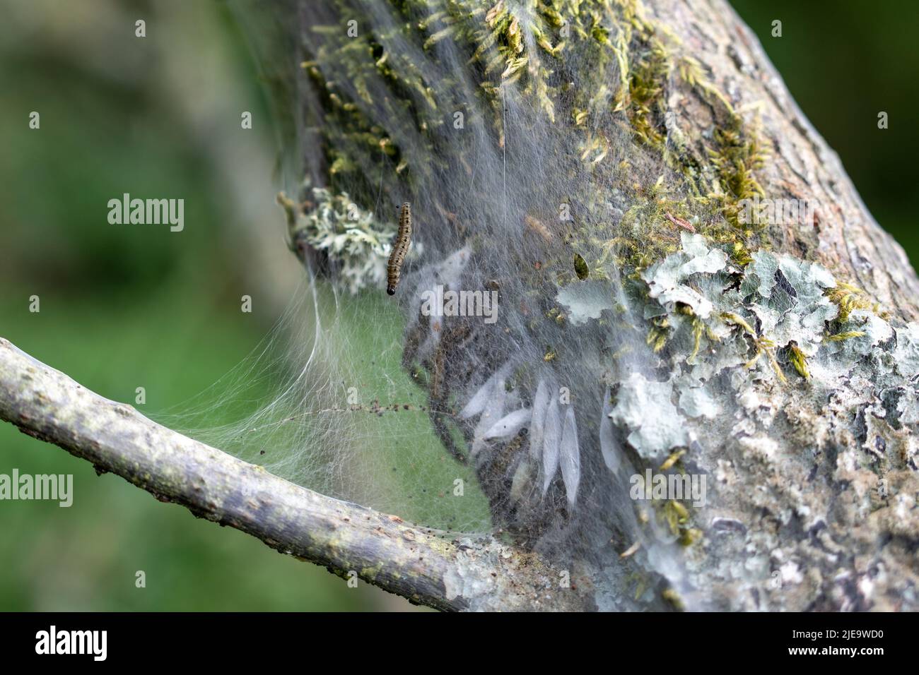 Bäume im Vereinigten Königreich, bedeckt mit den schützenden Seidenweben der Minenmottenraupe. Stockfoto