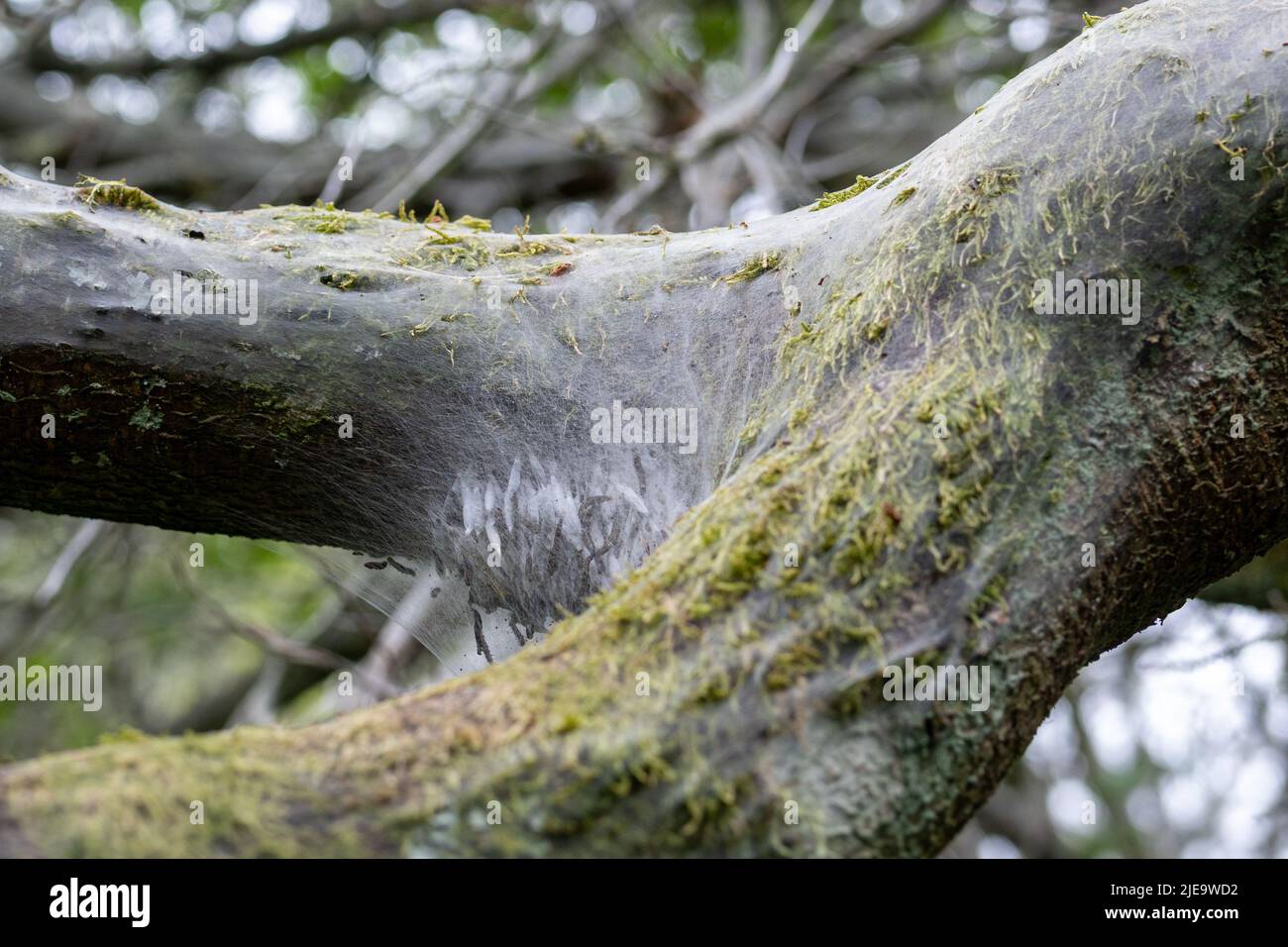 Bäume im Vereinigten Königreich, bedeckt mit den schützenden Seidenweben der Minenmottenraupe. Stockfoto