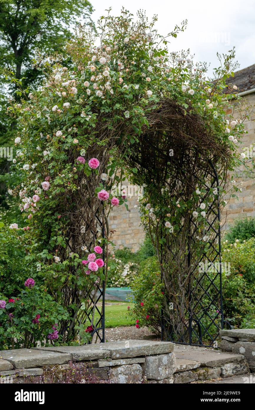 Ein Pergola-Bogen mit wunderschönen rosa und weißen Rosen, die darauf wachsen, in einem Pub-Garten in Blanchland, Northumberland, Großbritannien. Stockfoto