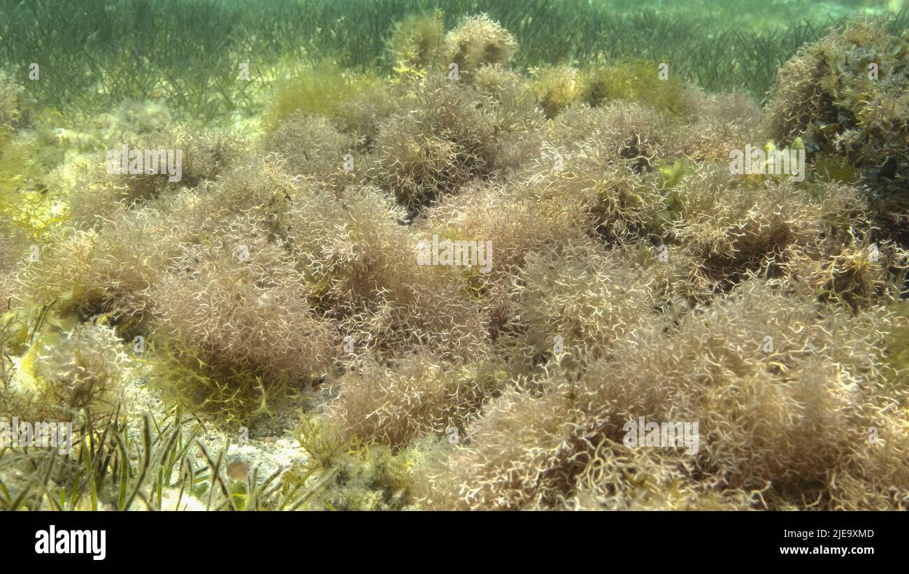 Rotes Meer, Ägypten. 26.. Juni 2022. Dichtes Dickicht aus Rotalgen, Braunalgen und grünem Seegras in flachem Wasser in den Strahlen des Sonnenlichts. Unterwasserlandschaft, Rotes Meer, Ägypten (Bild: © Andrey Nekrasov/ZUMA Press Wire) Stockfoto