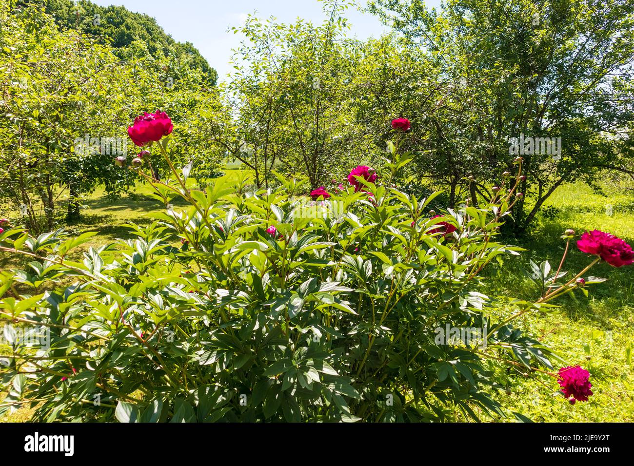 Lila Blüten im Garten mit grünen Blättern Stockfoto