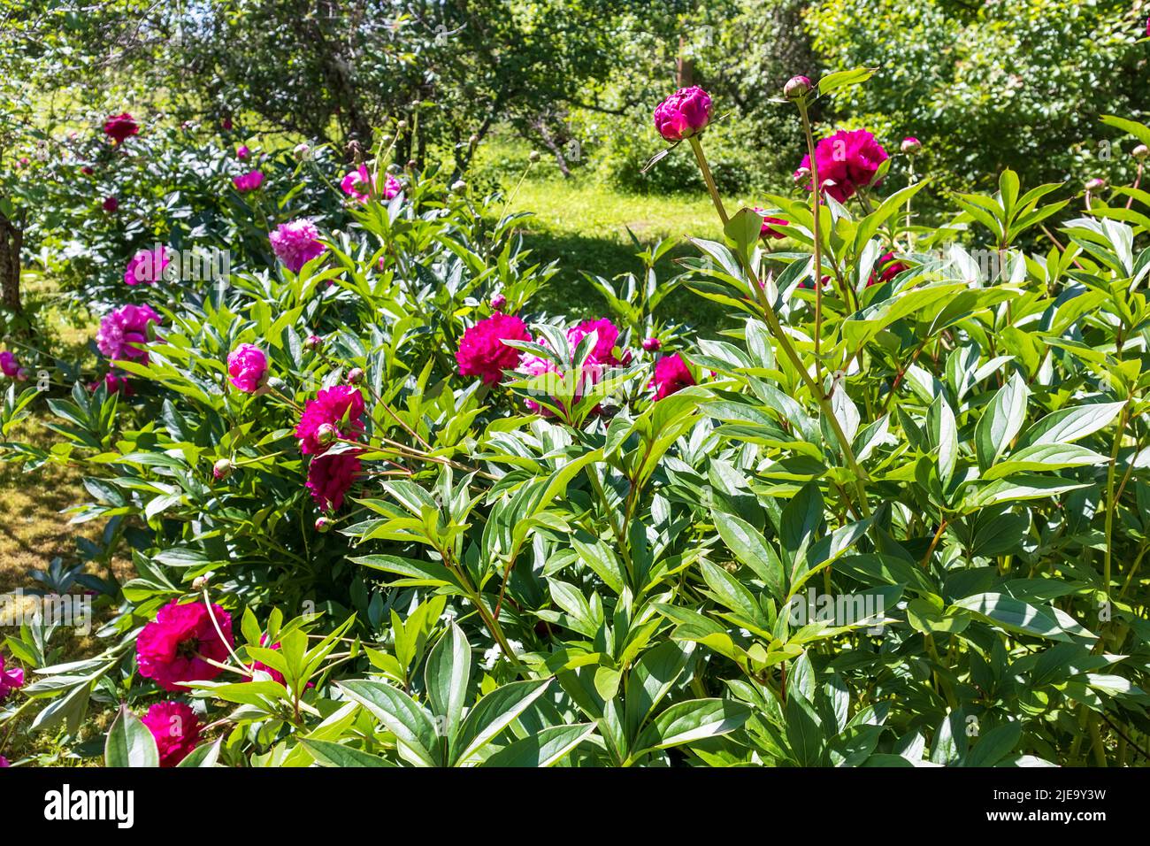 Lila Blüten im Garten mit grünen Blättern Stockfoto