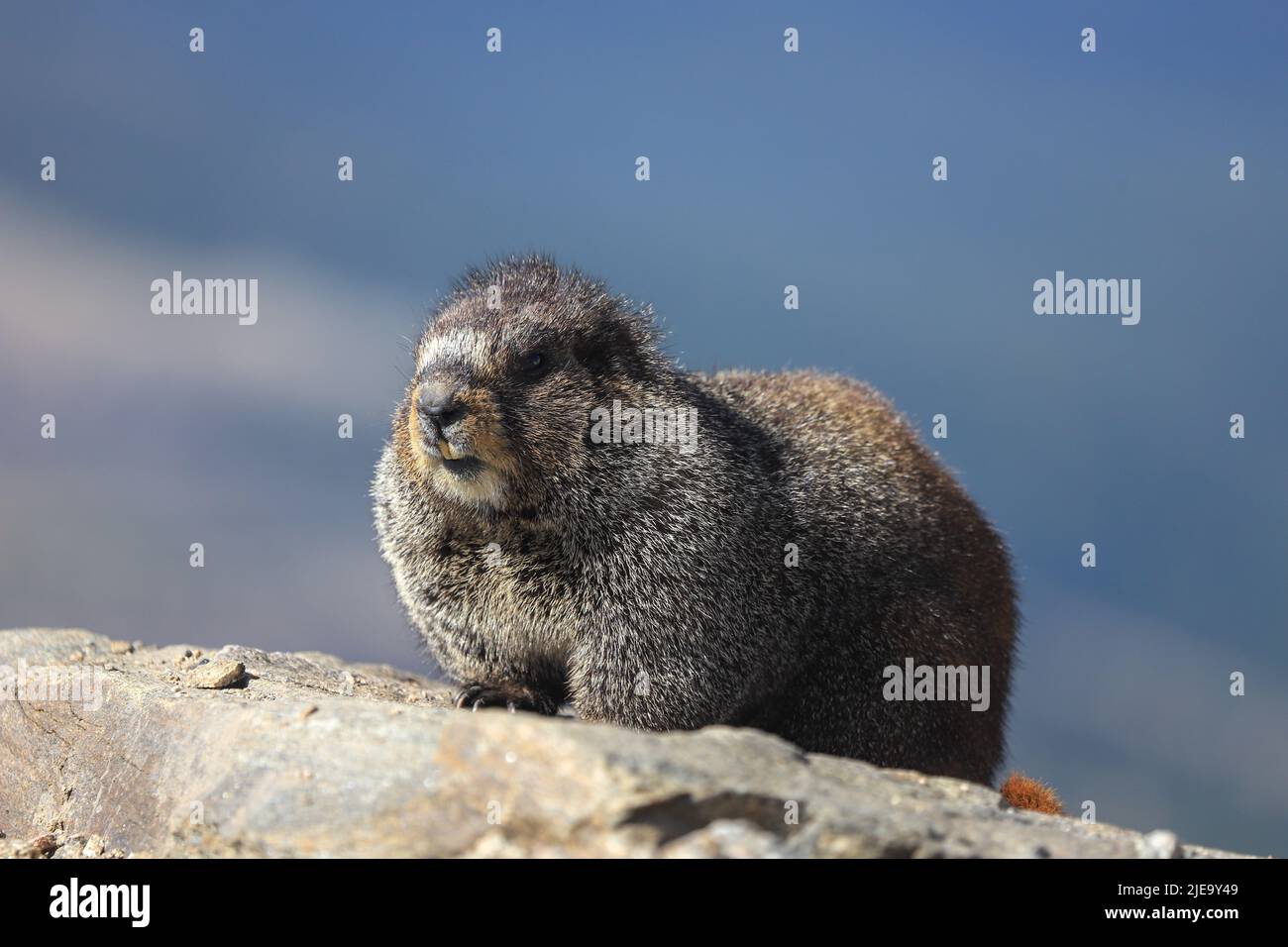 Hory Marmot sitzt auf einem Felsen in der Mount Evans Wildnis von Colorado Stockfoto