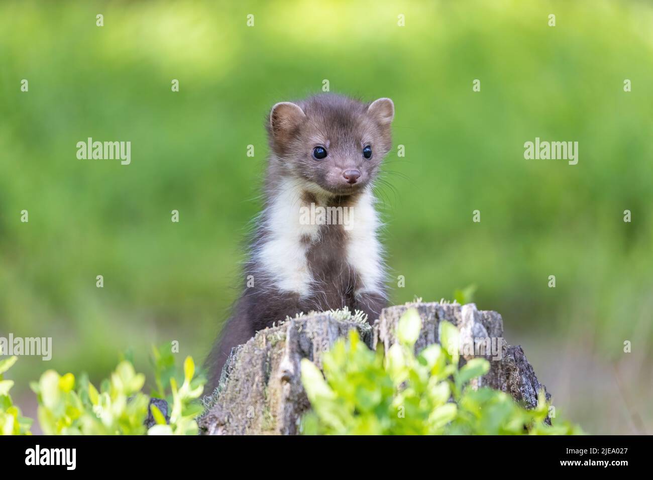 Entzückender junger Marder posiert im Freien aus der Nähe. Stockfoto