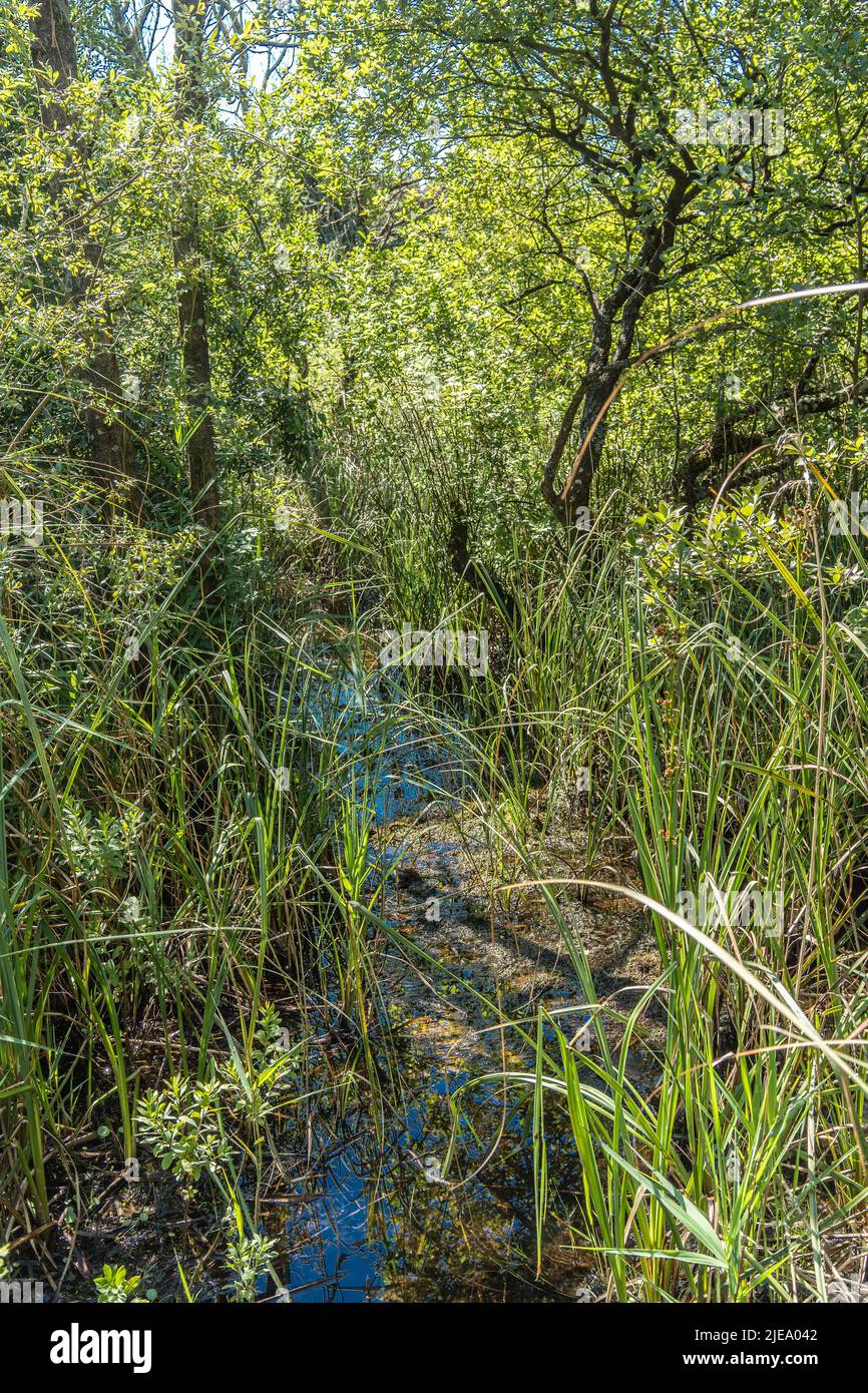 Verwickelte Vegetation, ein Pfad nach dem O.S. Stockfoto