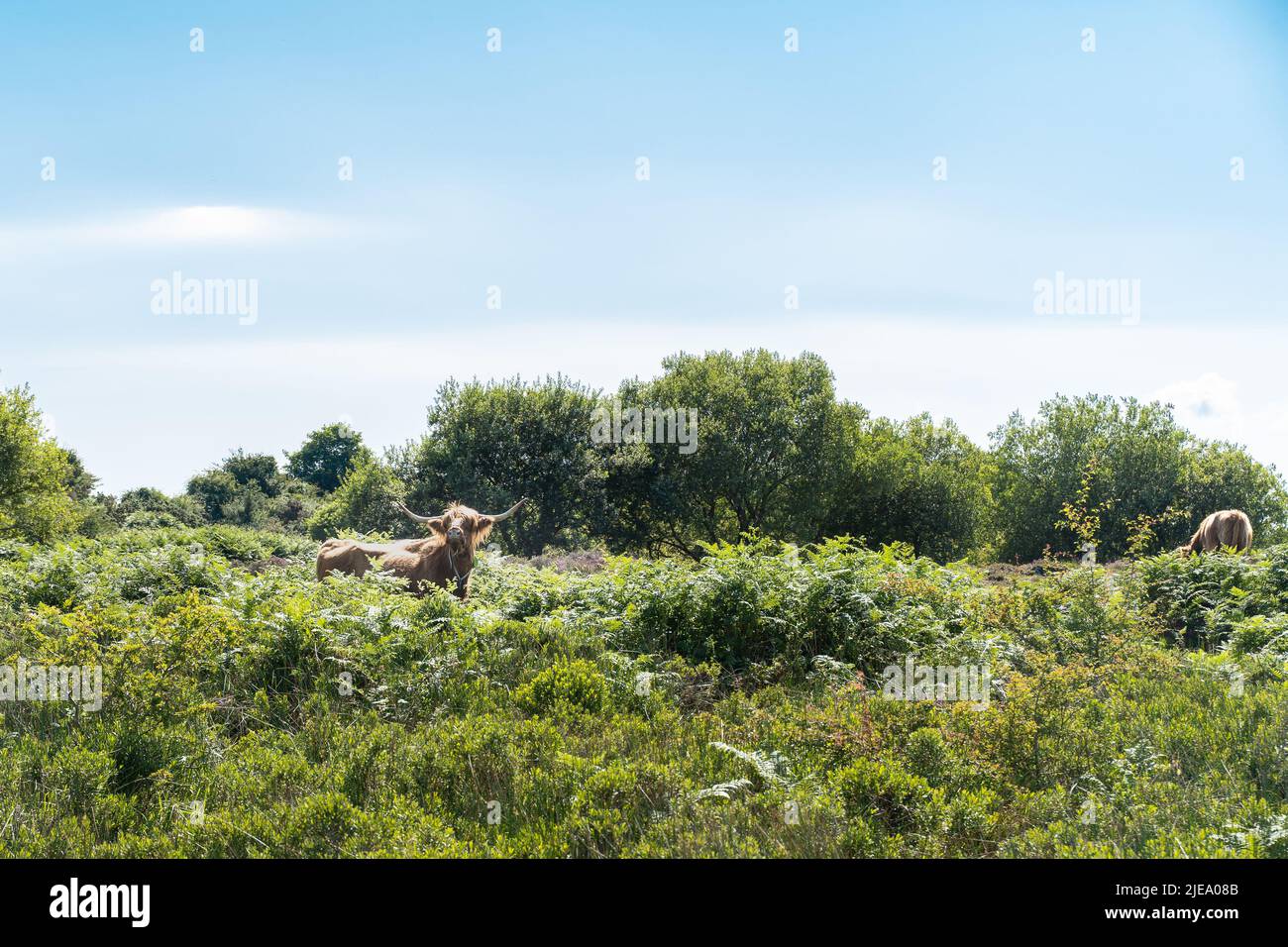 Loser Stier Stockfoto