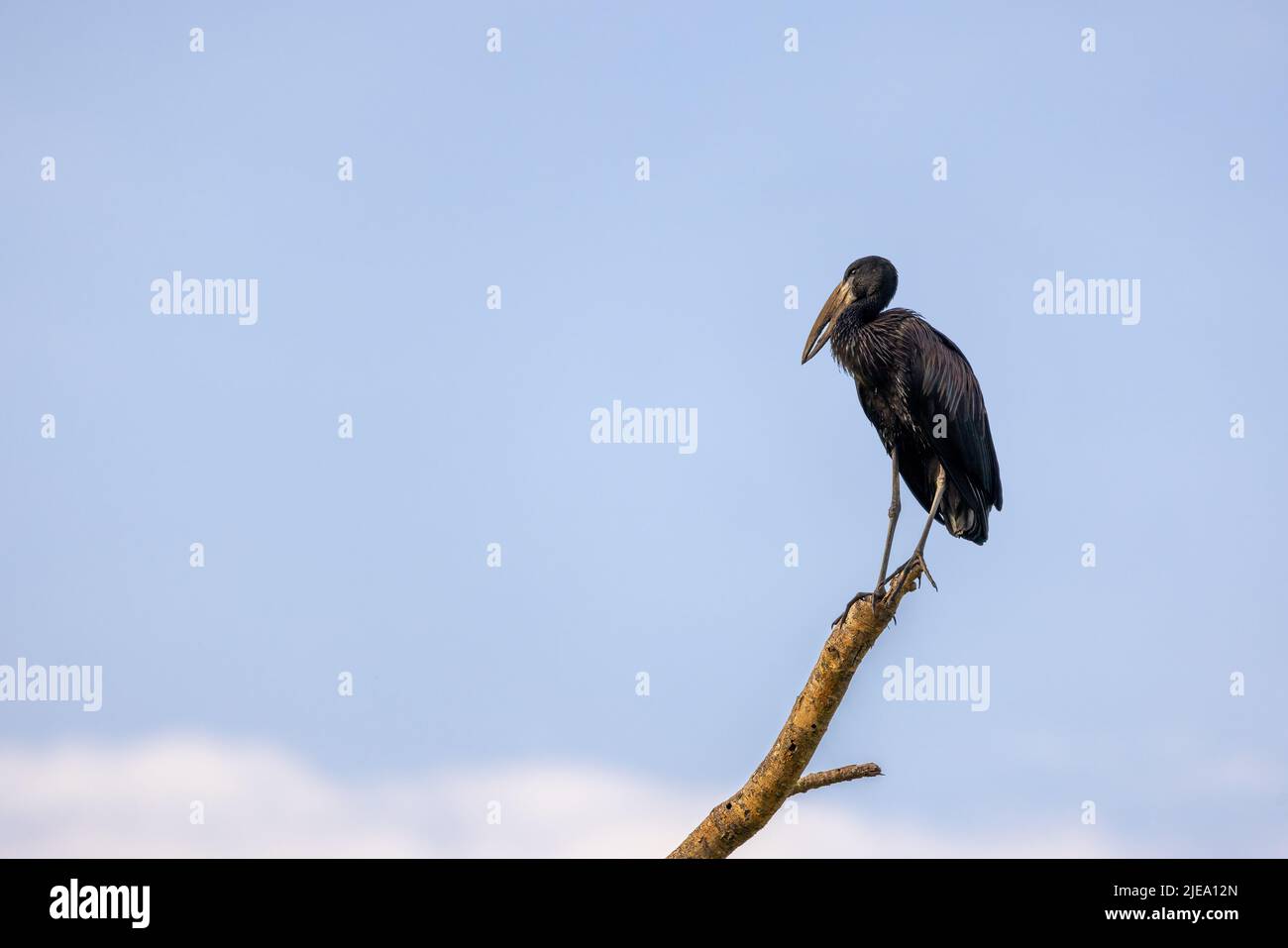 Der afrikanische Schwarzschnabelstorch anastomus lamelligerus thront auf einem toten Baum vor dem Hintergrund des Sommerhimmels. Queen Elizabeth National Park, Uganda. Platz für Stockfoto