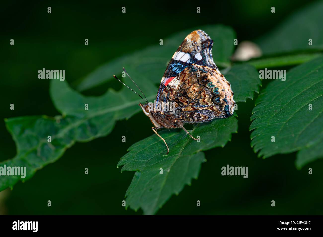 Der rote Admiral-Schmetterling Vanessa atalanta ruht auf einem Blatt in einem Norfolk-Garten, Großbritannien. Stockfoto